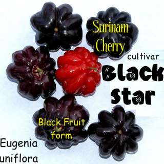 LIVE SEEDLING Surinam Cherry Fruit Tree cultivar BLACK STAR Eugenia 