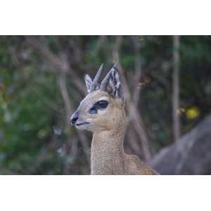 Klipspringer Taxidermy Photo Reference CD Sports 