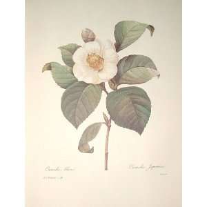  Redoute Botanical Print #14 Camellia White Everything 