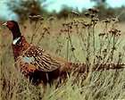 mount pheasant  