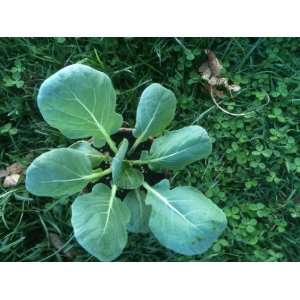  3 Inch Brussels Sprouts Plant Patio, Lawn & Garden