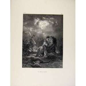   Old Print Lion King Of Beasts Buck Wild Animals