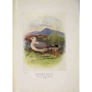  Common Gull Bird Egg Colour Antique Old Print Fine Art 