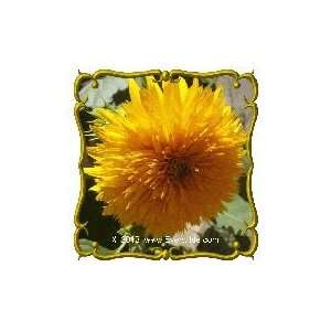  1 Oz   Sunflower Dwarf Sungold Bulk Wildflower Seeds 