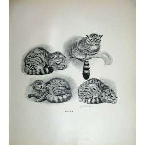  1904 Millais Print Drawings Wild Cats Animals Nature