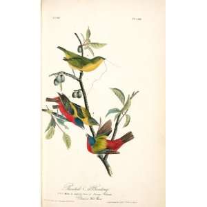   John James Audubon   24 x 40 inches   Painted Bunti