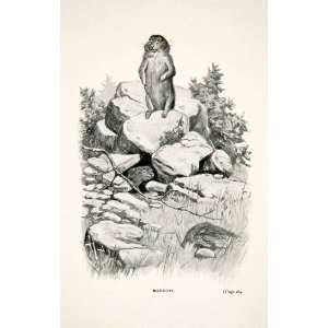  1900 Print Marmots Lidderwat Kashmir Wildlife Burra Chuars 