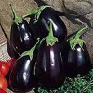  Todds Seeds   Black Beauty Eggplant Seed   1g Seed Packet 