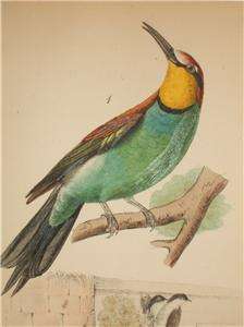 Pair H/C 19th Cen Bird Engravings Swallow Bullfinch  
