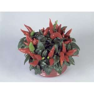  Close Up of a Cayenne Pepper Plant (Capsicum Annuum 