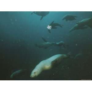  Steller Sea Lions Prowl Near the Summit of Bowie Seamount 