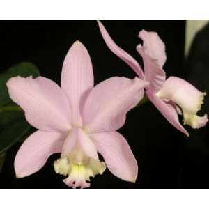 Cattleya loddigesii (Species Orchid Grocery & Gourmet Food
