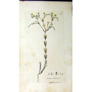  1797 Sowerby Botanical Print Linum Catharticum Plant