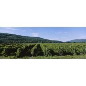  Panoramic View of a Vineyard, Naples Valley, Finger Lakes 