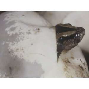  Burmese Python Hatching from an Egg, Python Molurus 