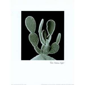    raget   Cactus Plants IV by P. Chaban Raget 12x16