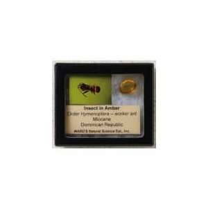  Insects in Amber (Miocene) Fossil Specimen Toys & Games