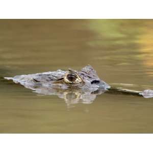  Close Up of a Spectacled Caiman Swimming in Water, Cano 