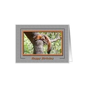  Happy birthday blank note card, Red Fox Sleeping in Tree 