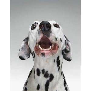  Close up of a Dalmatian Dog   Peel and Stick Wall Decal by 