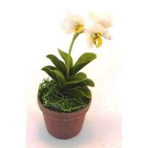  Miniature Phalaenopsis sp.