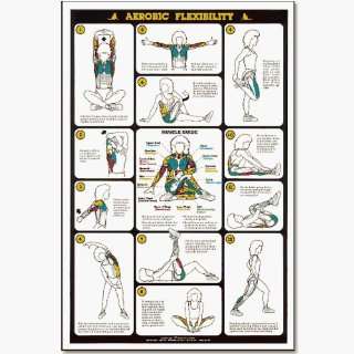Fitness And Weightlifting Charts   Fitnus Chart  aerobic Flexibility 
