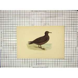   Morris 1903 Hand Coloured Print Bird Sooty Shearwater