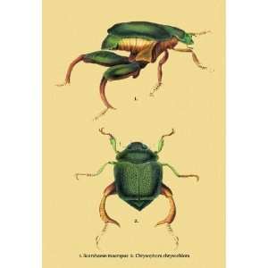 Exclusive By Buyenlarge Beetles Scarabaeus Macropus and Chrysophora 