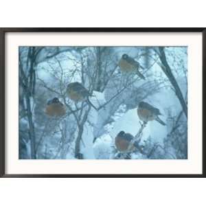 Robins on Branches in Winter, Salida, Colorado Art Styles Framed 