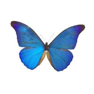  The Blue Butterfly   Peel and Stick Wall Decal by 