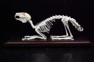 Real rabbit skeletons, taxidermy specimen  