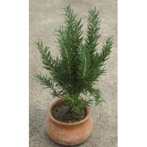  Live Rosemary in 4 Clay Pot Patio, Lawn & Garden