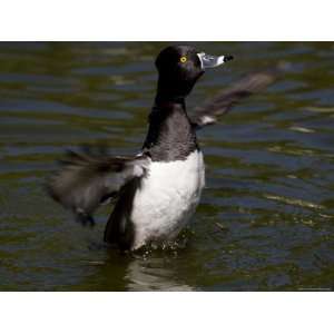  Closeup of a Ring Necked Duck Taking Flight, San Diego 