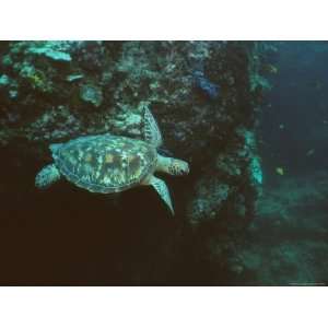  A Green Sea Turtle Swimming in a Reef Near Sipadan Island 