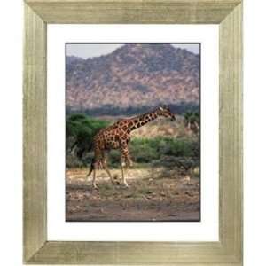  Serengeti Giraffe Run Silver Frame Giclee 24 High Wall 