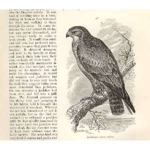  Buzzard 1862 WoodS Natural History Bird Engraving