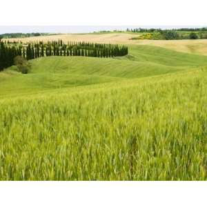 Crete Senesi Area, Siena Province, Tuscany, Italy, Europe Photographic 