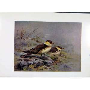  Pomatorhine Skua Color Birds Old Print Fine Art C1957 
