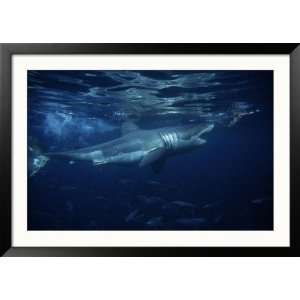  Great White Shark, Attacking Bait, South Australia Framed 