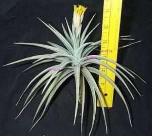 large ixioides tillandsia airplant air plant hawaii  