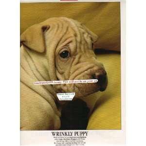 1979 Shar Pei puppy, In 1979 this is one of only 160 in the USA, bred 