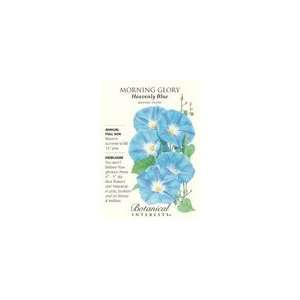  Morning Glory  Heavenly Blue. 2.5 Gram Pack Patio, Lawn 