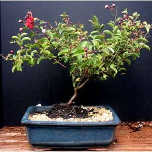 Large Crepe Myrtle Bonsai Tree by Sheryls Shop  Grocery 