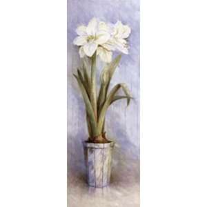  White Amaryllis II   Anne Searle 4x10