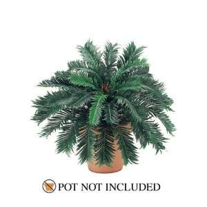 24 Cycas Palm Bush X30 (Pack of 6)