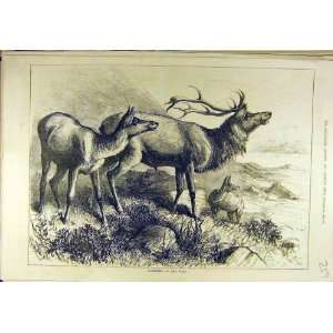  1880 Stag Deer Wild Animal Sport Print