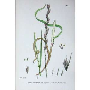    Botany Plants C1902 Common Darnel Lolium Temulentum