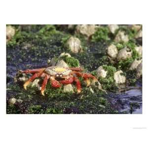  Sally Lightfoot Crabs, Feeding in Tidal Pool, Galapagos 