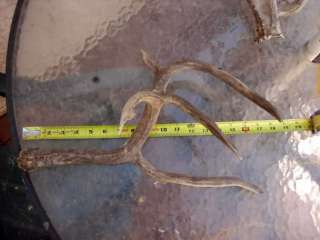 VERY FREAKY NONTYPICAL DEER ANTLER with DROPTINE shed mule whitetail 