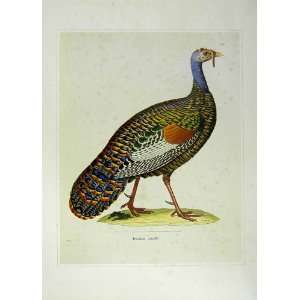  Colour Masterworks Bird Art C1980 Dindon Ceuille